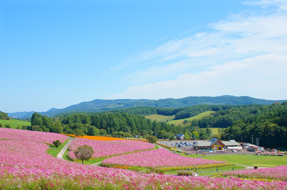 北海道・遠軽町で約1,000万本のコスモスが見頃。日本最大級の花畑で「コスモスフェスタ」開催中
