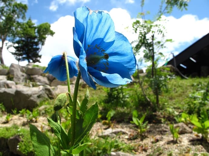 北志賀竜王 夏の雪遊び広場開催！ - 画像2