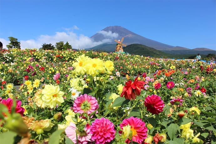 富士山南麓を彩る2大花スポットがもうすぐ見頃！ - 画像2
