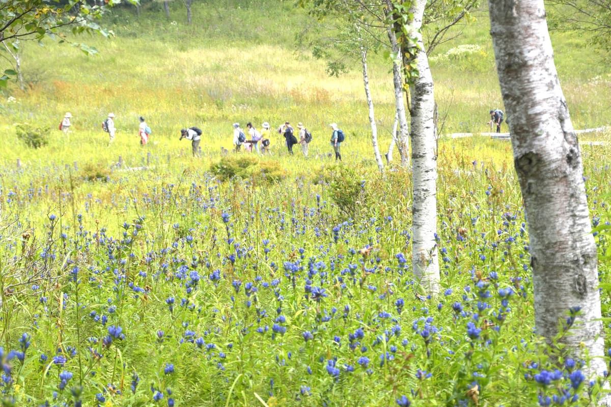 約3万本のリンドウが湿原を青紫に染める！「3万本のリンドウ祭り」入笠山で初開催！長野県・富士見パノラマリゾート