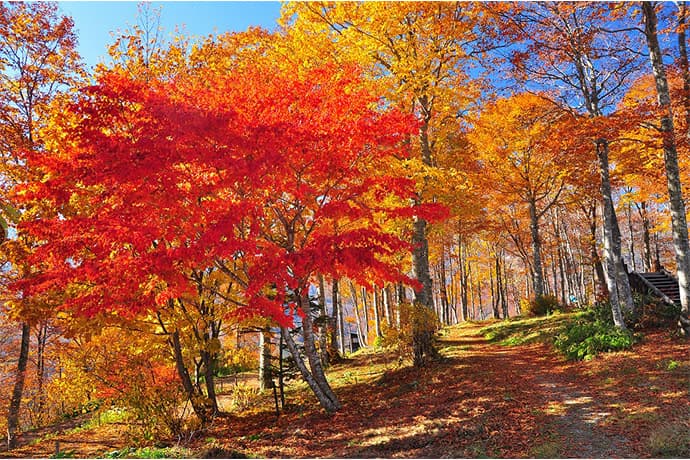 世界有数の山岳観光リゾートHAKUBA VALLEY　 八方尾根・白馬岩岳・つがいけ高原、紅葉見頃時期のご案内 - 画像2