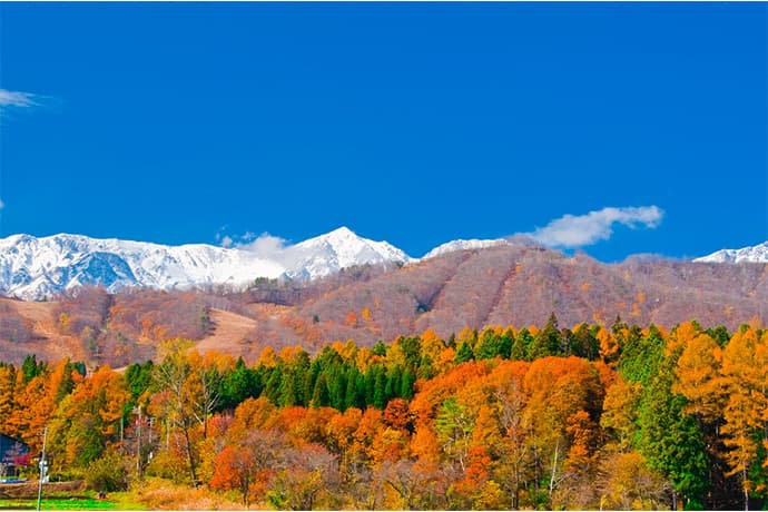 世界有数の山岳観光リゾートHAKUBA VALLEY　 八方尾根・白馬岩岳・つがいけ高原、紅葉見頃時期のご案内 - 画像3