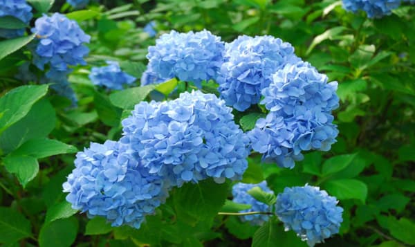 兵庫『六甲高山植物園』 鮮やかな六甲ブルーのヒメアジサイは7月下旬頃まで見ごろ