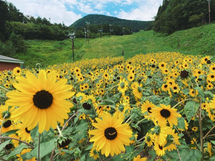 【ひまわり満開】都心から約2時間＼涼しい避暑地で／満開の花と温泉を満喫！群馬
