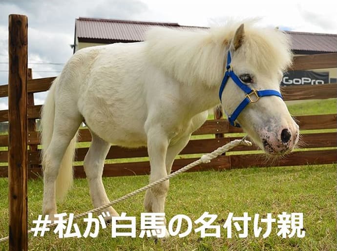 天空牧場の「小白馬」の名前を募集 します！「“吾輩は白馬である。名前まだ無い”キャンペーン」7月7日より開催