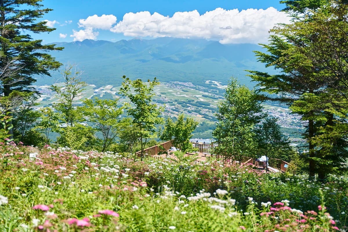 猛暑日でも平均22℃！“花の避暑地”入笠山で「涼風 of 入笠花暦2026」が7月1日開幕