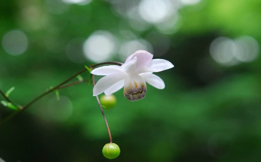 六甲高山植物園で「森の妖精」レンゲショウマが見頃