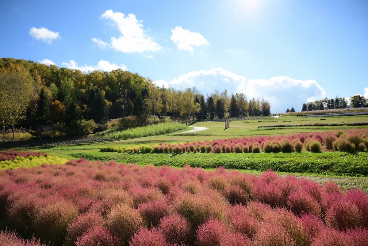 札幌・滝野すずらん丘陵公園でコキア紅葉見頃！秋の絶景を満喫