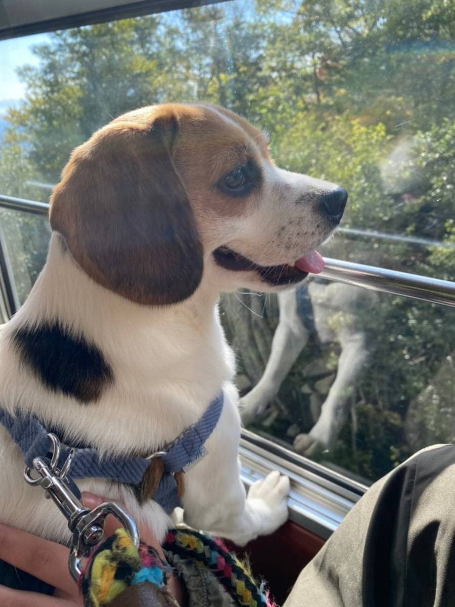 愛犬と一緒に秋を満喫！岩手・雫石プリンスホテル・雫石スキー場で10月12日（土）から「雫石紅葉ロープウェー」の営業開始 - 画像2