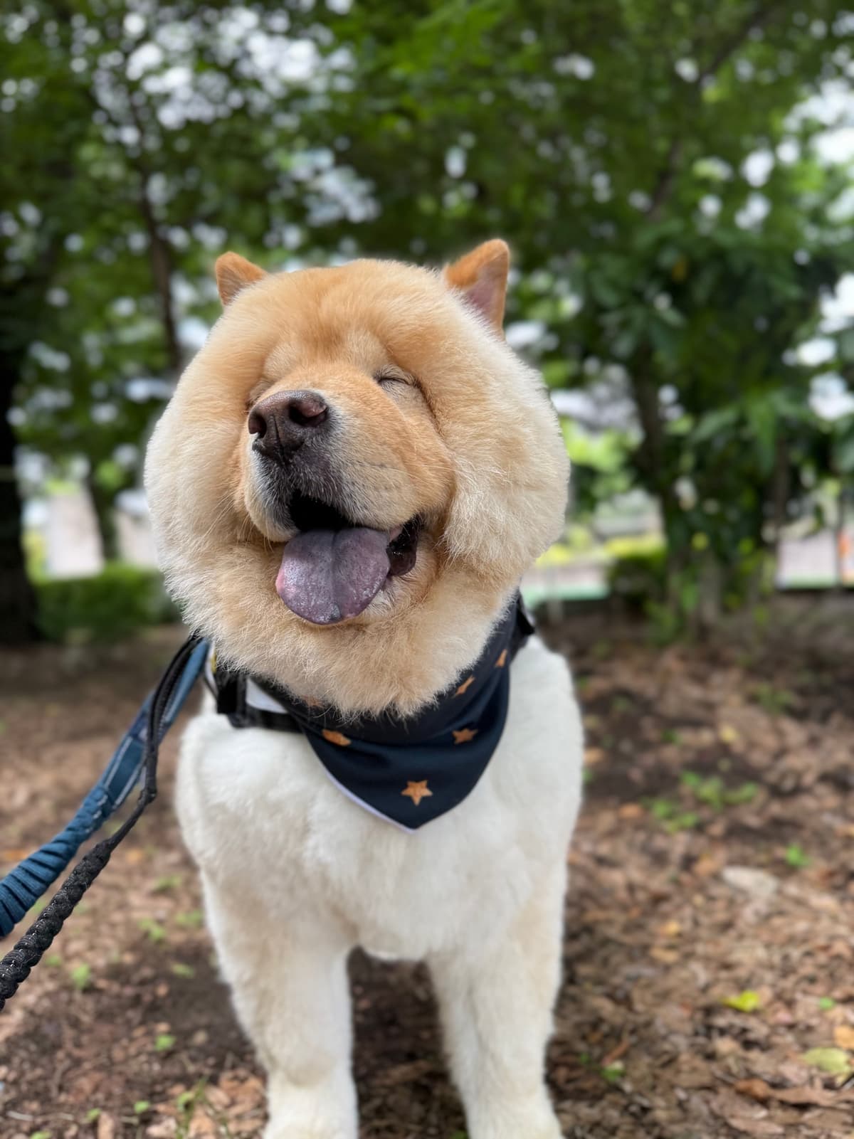 大型犬向けバンダナ型ネッククーラー「もふクール」、楽天市場で販売開始