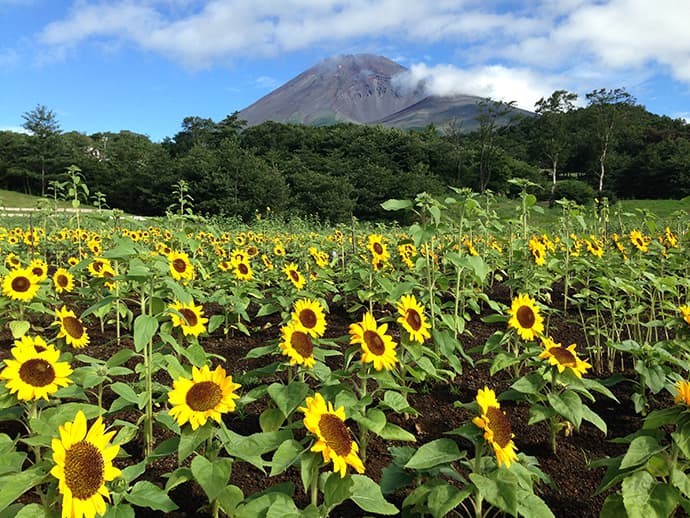 富士山の自然と花々を楽しむフラワーパーク「富士 花めぐりの里」 7/22(土)オープン - 画像2