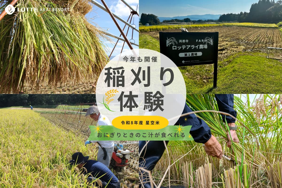 ロッテアライリゾート、スキー場のリフトで稲を干す「星空米」稲刈り体験を10月4日開催