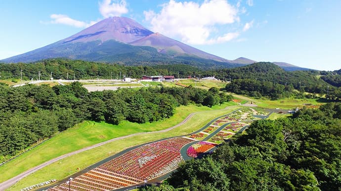 待望の見頃到来!!「富士 花めぐりの里」～富士山の自然と花々を楽しむフラワーパーク～