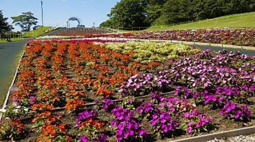 待望の見頃到来!!「富士 花めぐりの里」～富士山の自然と花々を楽しむフラワーパーク～ - 画像2