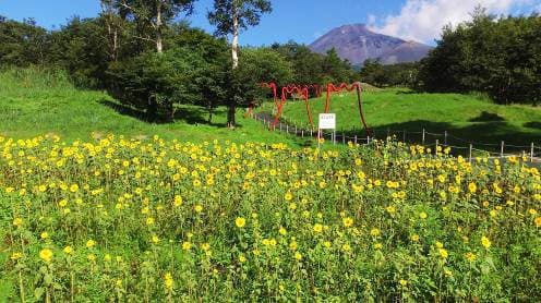 待望の見頃到来!!「富士 花めぐりの里」～富士山の自然と花々を楽しむフラワーパーク～ - 画像3