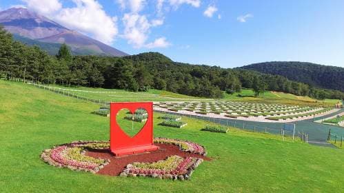 待望の見頃到来!!「富士 花めぐりの里」～富士山の自然と花々を楽しむフラワーパーク～ - 画像4