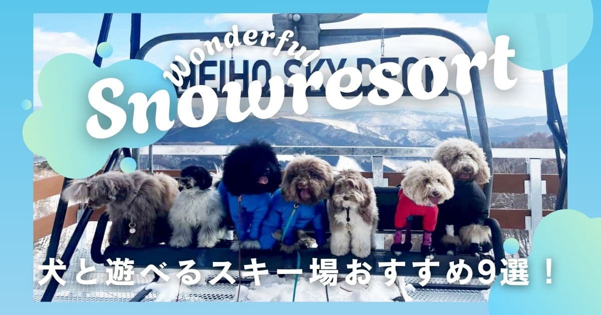 犬と遊べるスキー場おすすめ9選！愛犬と雪遊びできるゲレンデ
