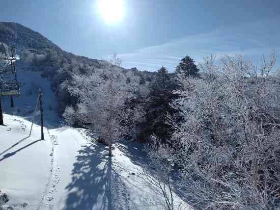 ワンダーランドかたしなレビューキャンペーン
