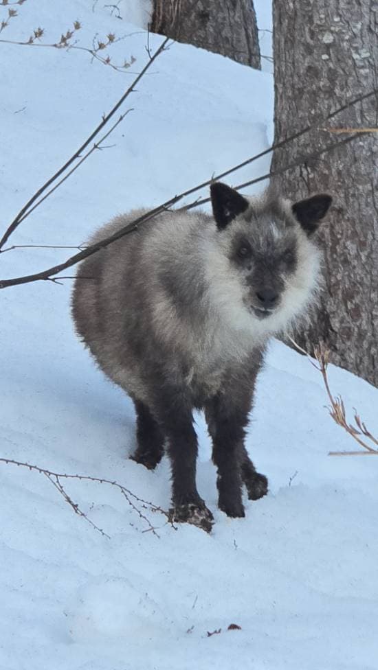 カモシカさんとご対面