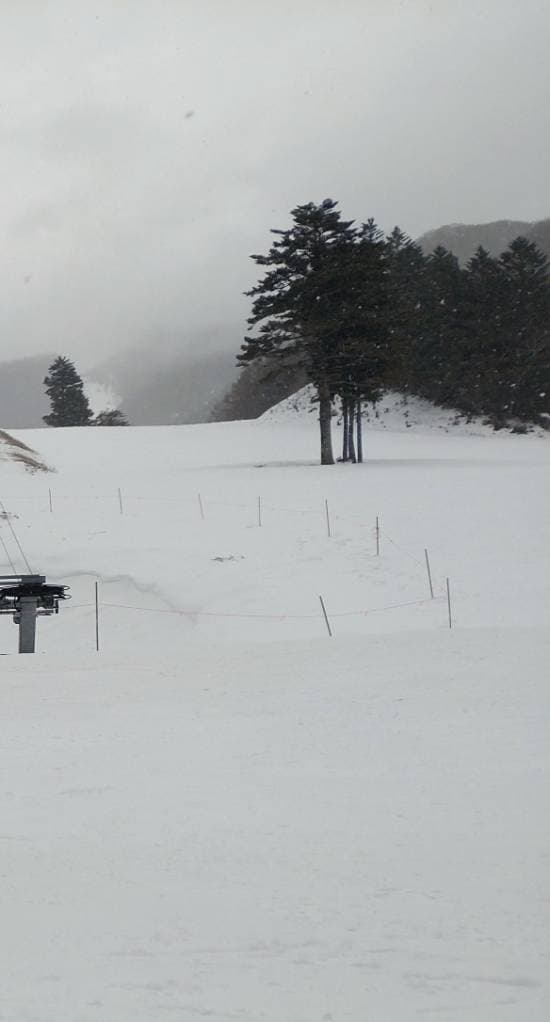 ワンダーランドかたしなレビューキャンペーン