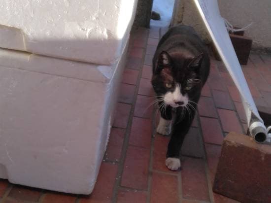 ワンダーランドかたしなレビューキャンペーン