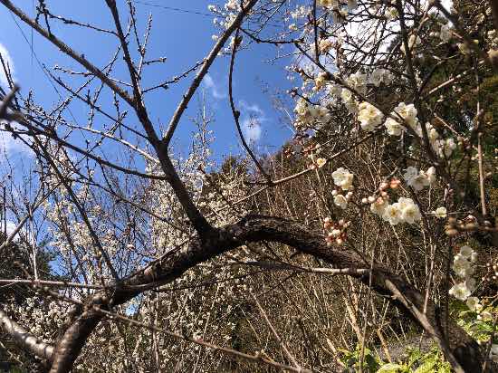 ワンダーランドかたしなレビューキャンペーン