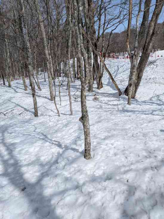 雪のドッグラン