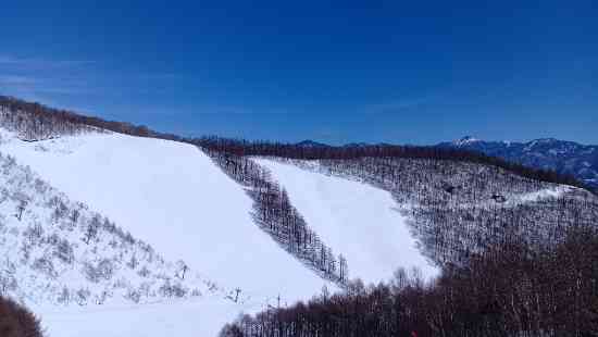 ワンダーランドかたしなレビューキャンペーン