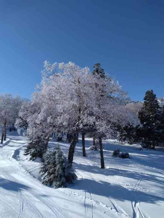 ワンダーランドかたしなレビューキャンペーン