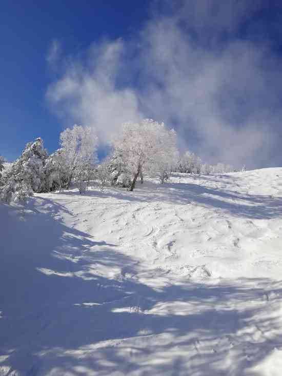 ワンダーランドかたしなレビューキャンペーン