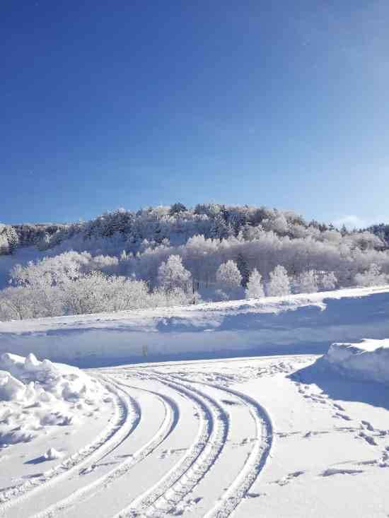 ワンダーランドかたしなレビューキャンペーン