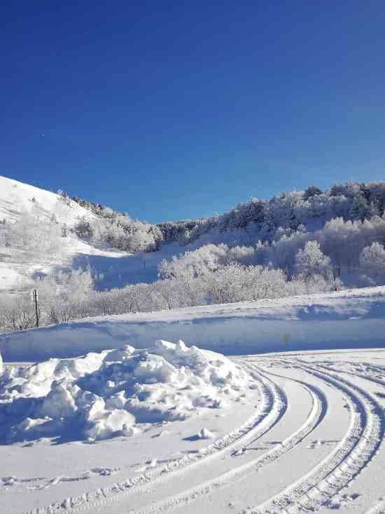 ワンダーランドかたしなレビューキャンペーン