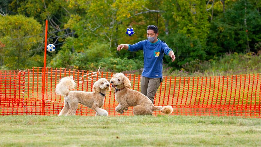 北海道・富良野スキー場でワンちゃんと一緒に「絶景空中散歩」。今シーズンも標高900mのゲレンデで「ドッグラン」を同時開催 - 画像2