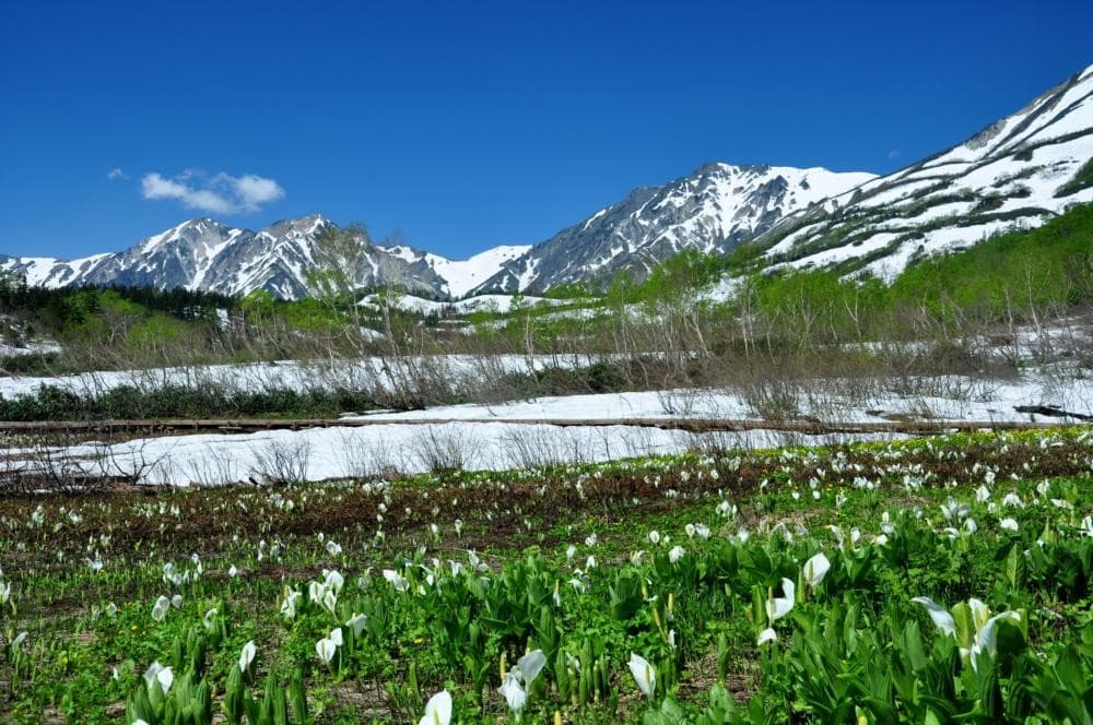 長野・HAKUBAVALLEY 「つがいけマウンテンリゾート」6月7日(土)よりグリーンシーズン営業開始