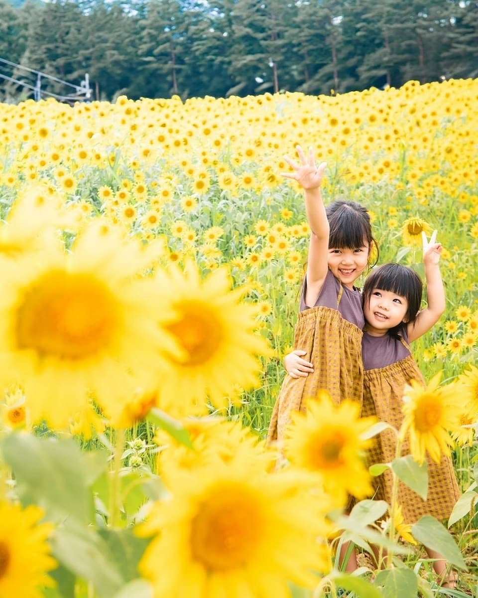 ひまわりが1ヘクタールに20万本咲き誇る!岐阜県高山市・アルコピアひまわり園は、8月2日(土)に開園