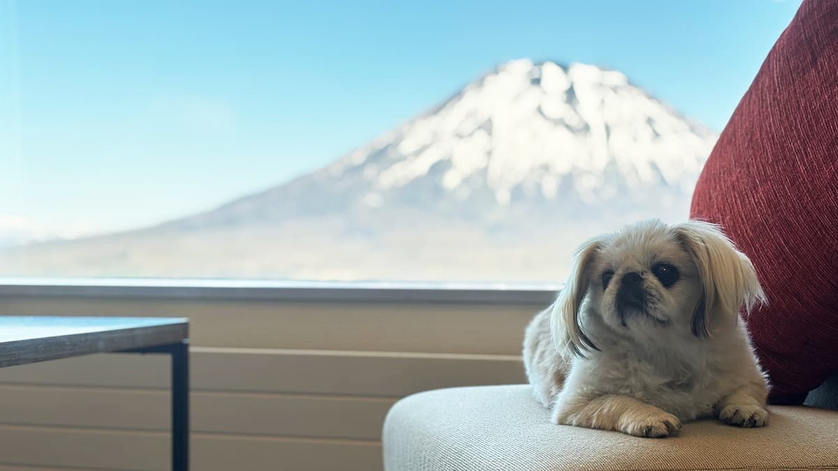 涼やかなニセコで、愛犬と過ごす癒しの秋旅。ニセコビレッジ・ドッグランも無料開放中