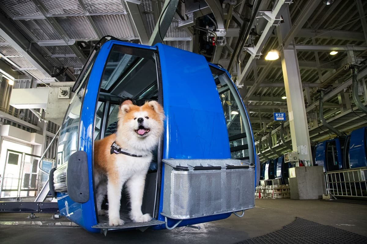 苗場スキー場(新潟県)、大型犬もOK!日本最長を誇る秋の苗場ドラゴンドラでペットと錦秋の絶景空中散歩