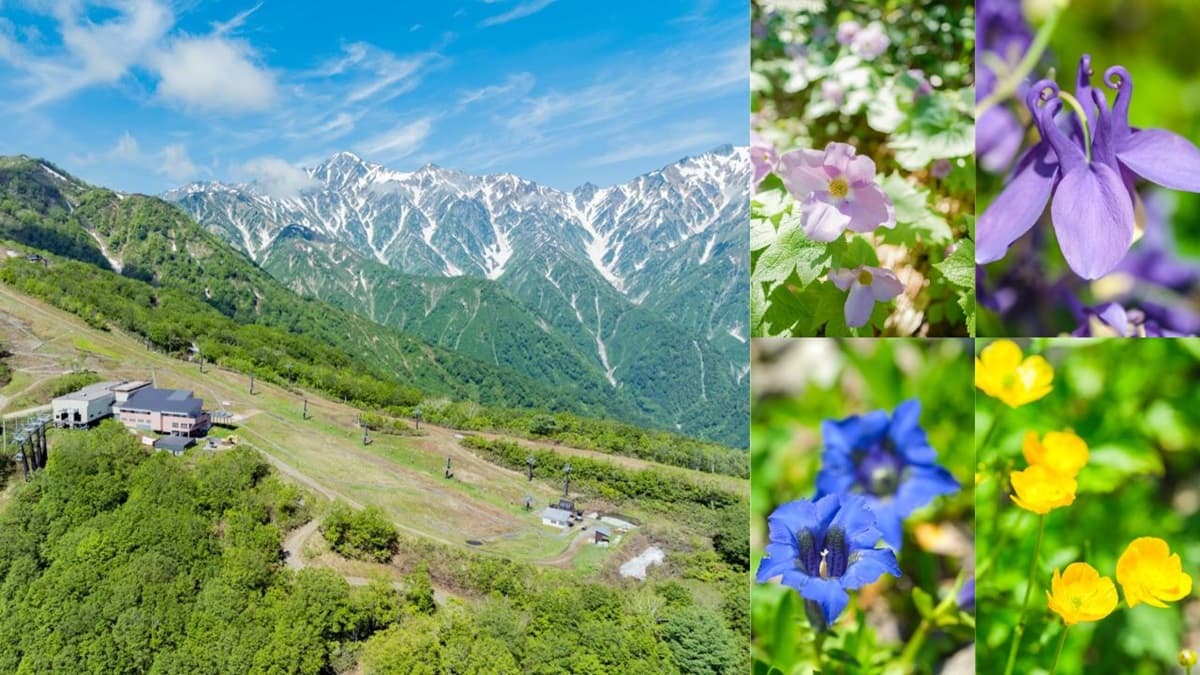 【白馬五竜】6月22日からグリーンシーズン営業中。高山植物園では色鮮やかな花や植物が見頃に。