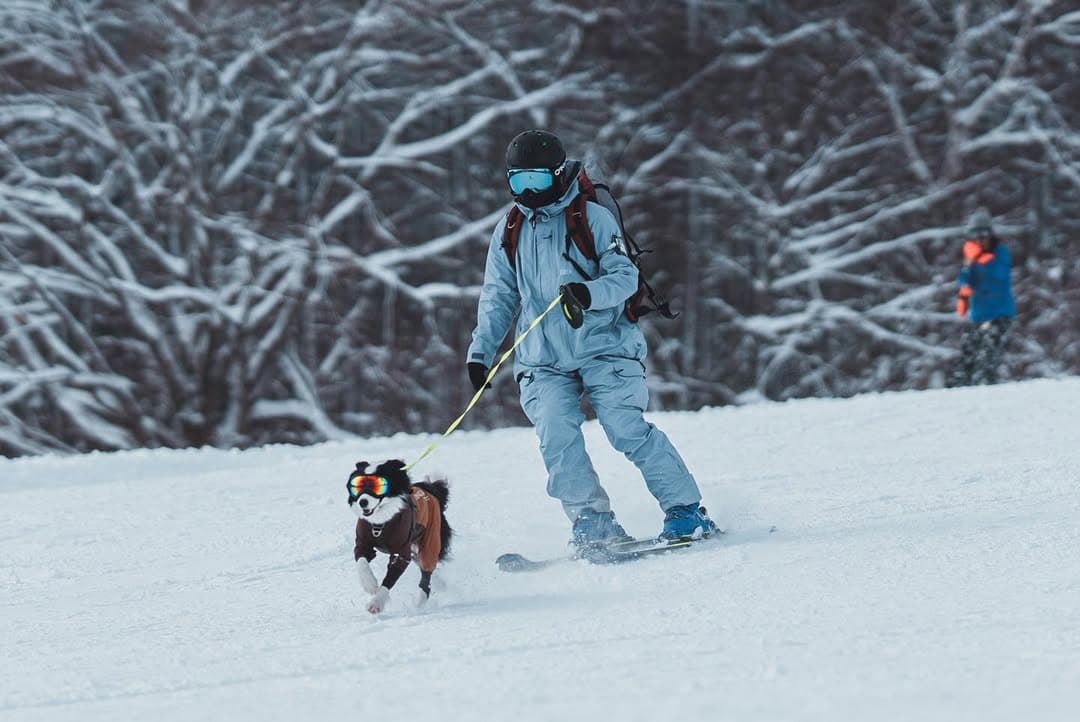 広大な雪のゲレンデを犬と一緒に滑れるスキー場!長野「黒姫高原スノーパーク」が今シーズン12月21日(土)にオープン!毎月15日は「わんこの日」犬の1日券が無料