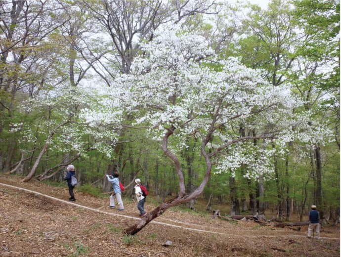 まもなく見ごろ!日本最大級のゴヨウツツジ群生地【マウントジーンズ那須】 - 画像4