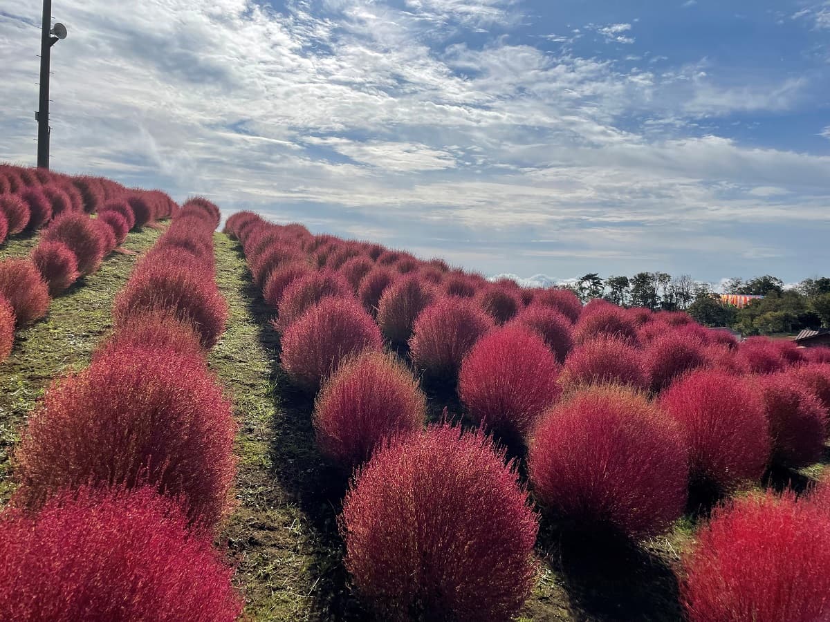 秋到来!滋賀・びわこ箱館山の紅葉コキアが10月中旬ごろまで見ごろ!