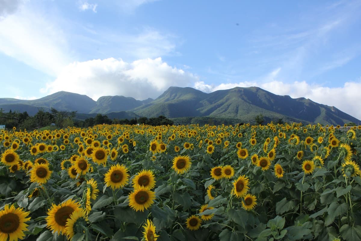 大分県の避暑地「久住高原」の夏!高原の清涼サマーフェスタ開催