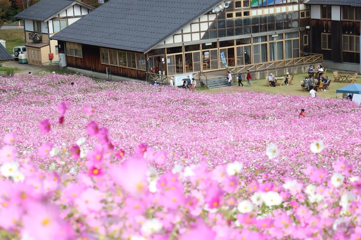 となみ夢の平スキー場(富山県砺波市)、100万本のコスモスが咲き誇るイベント開催