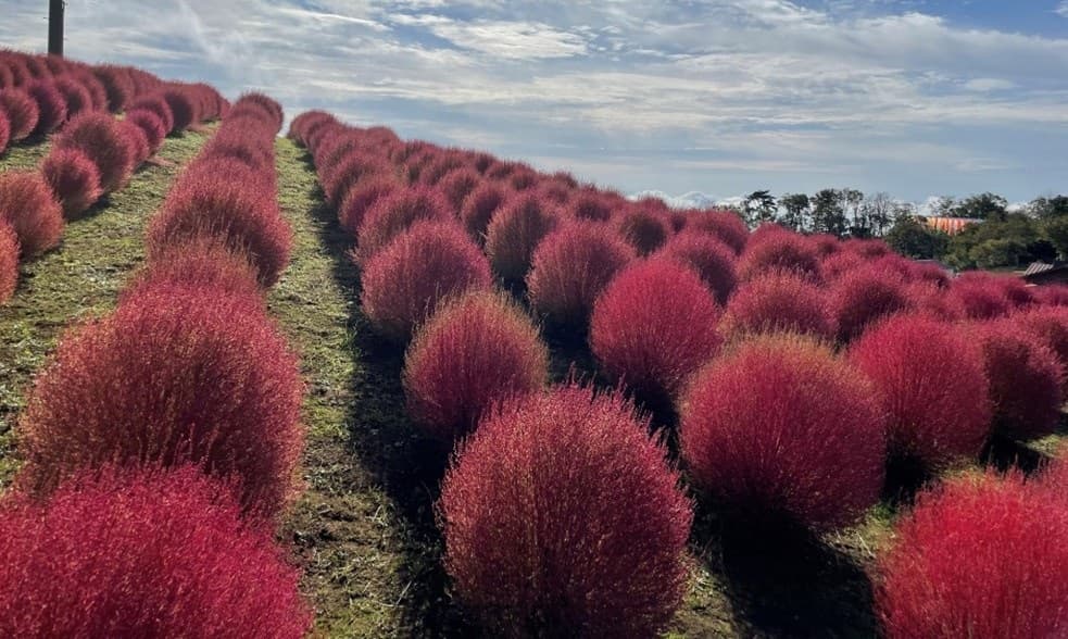 約8,000株の紅葉コキアが見頃を迎え、びわこ箱館山(滋賀県)に秋が到来!“ホラー感”を演出した秋限定のハロウィンパフェが登場!