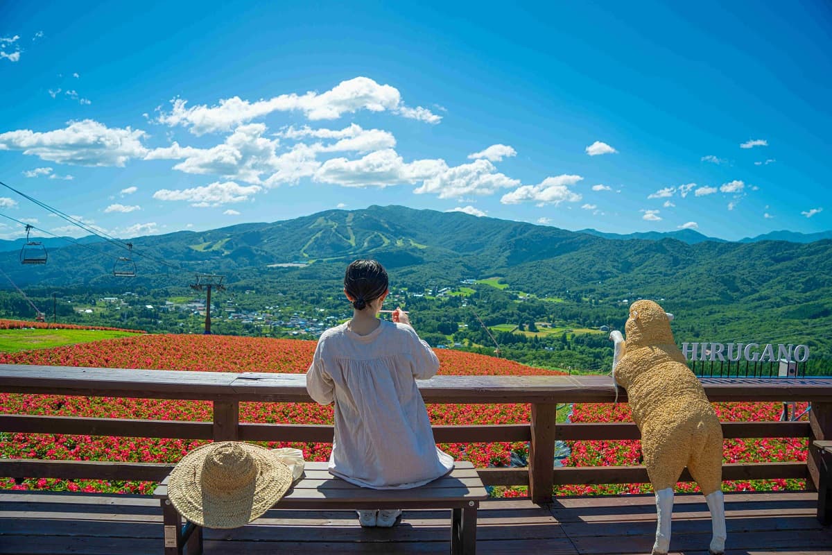 1万5千株のベゴニアが見頃!岐阜県郡上市の高原リゾート「ひるがのピクニックガーデン」 - 画像2