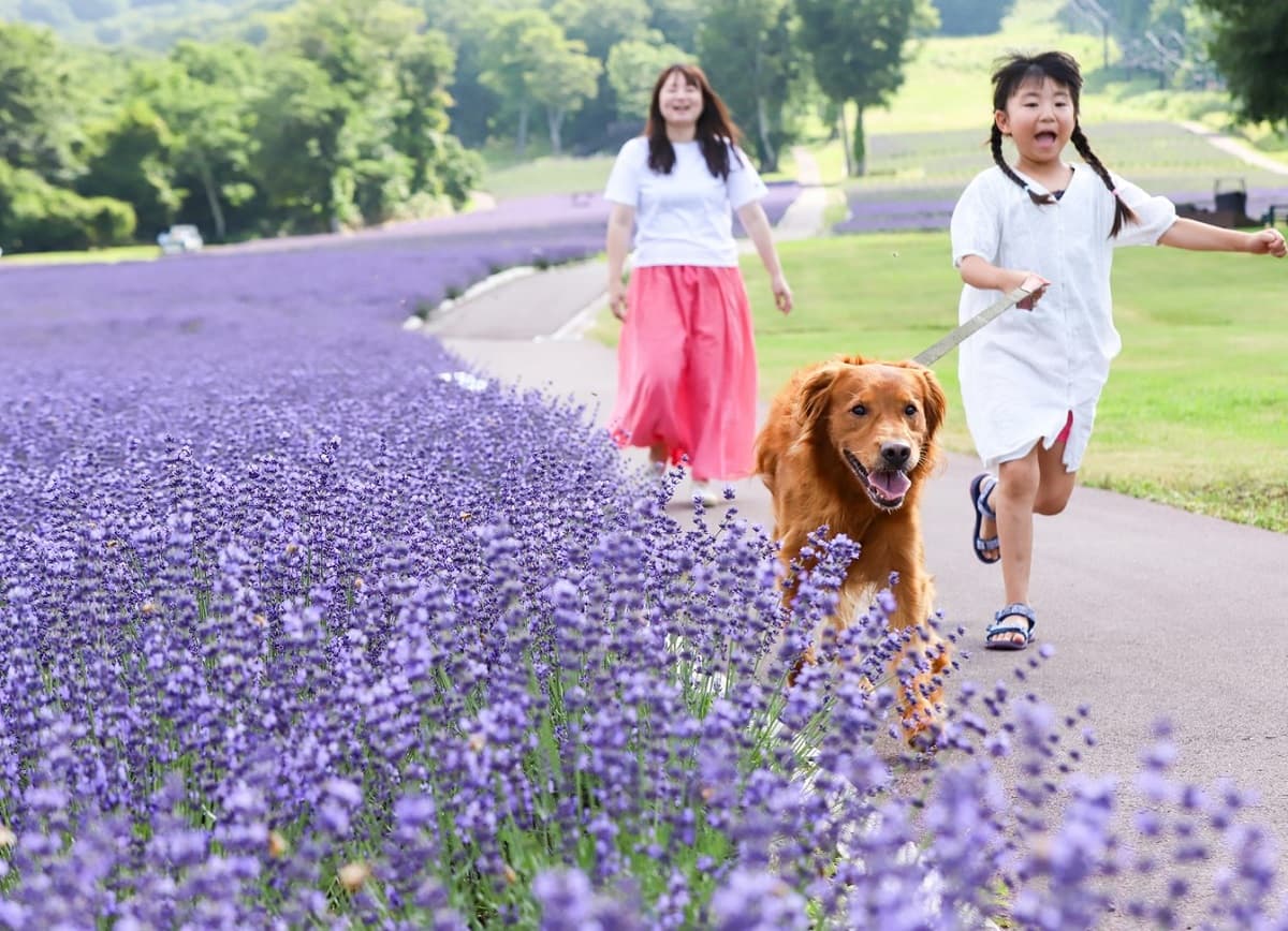 愛犬と涼しく過ごせる高原リゾート・群馬「たんばらラベンダーパーク」6月28日(土)営業開始予定。命のバトンを繋ぐプロジェクト「おツナがり」とコラボ